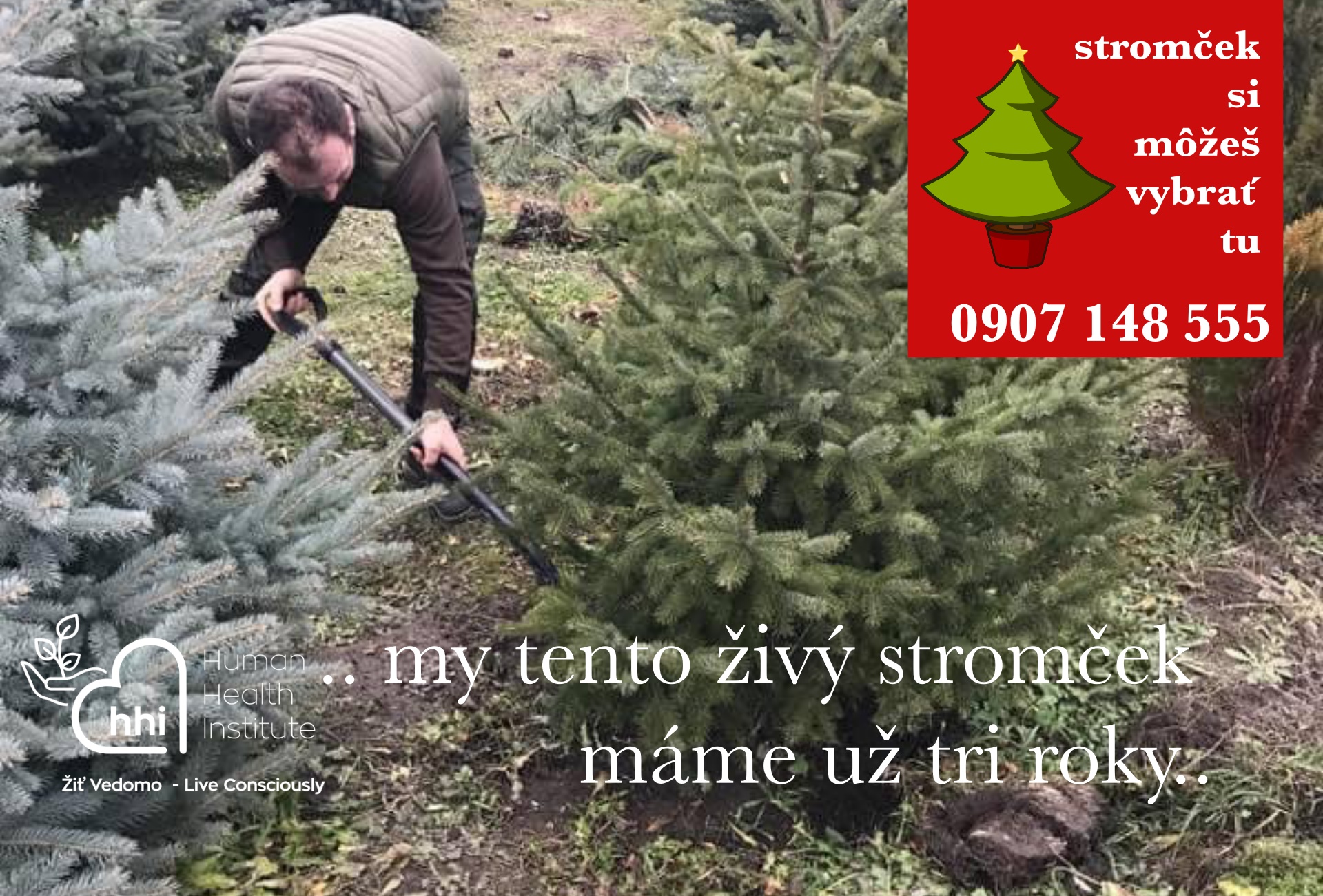 živý strom